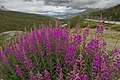 Lawri Sint-Toenne sol boird del E8 a Skibotndalen (Storfjord) el Norvedje.