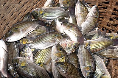 Fish for sale at makoko Lagos.jpg