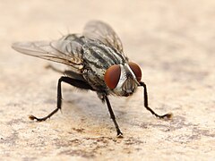 Flesh Fly Los Angeles 2015-08-06 3.jpg