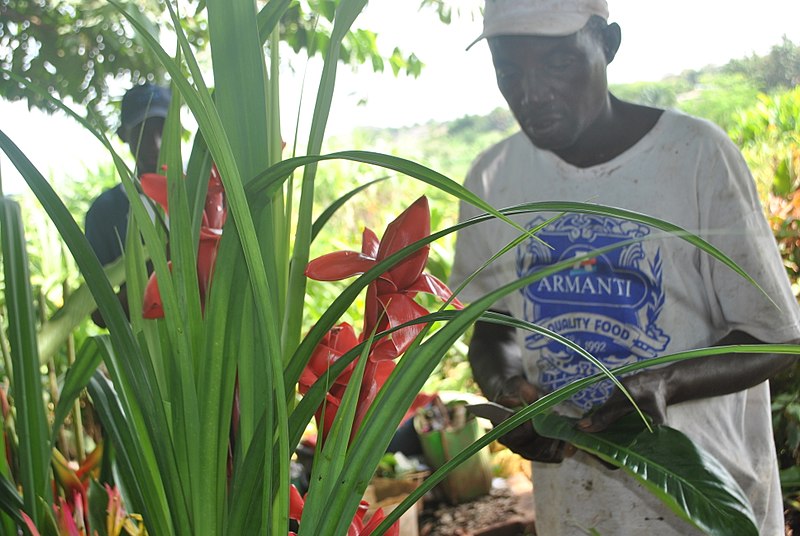 File:Fleuriste de Yamoussoukro 61.jpg