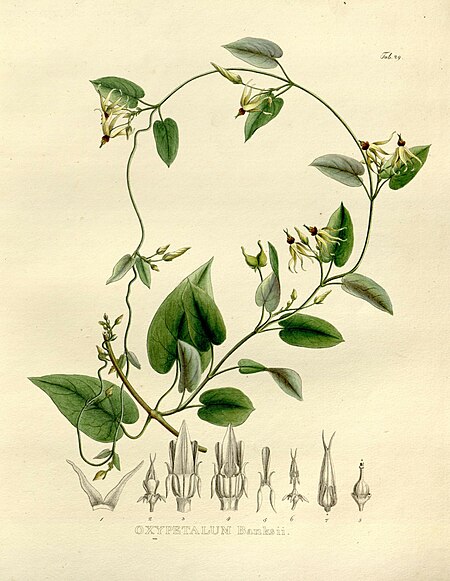 Oxypetalum banksii