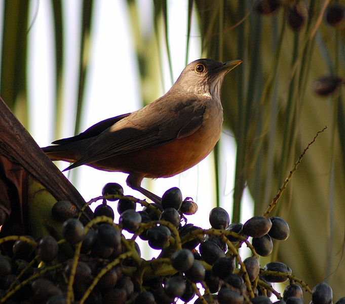 File:Flickr - Dario Sanches - SABIÁ-LARANJEIRA (Turdus rufiventris) (15).jpg