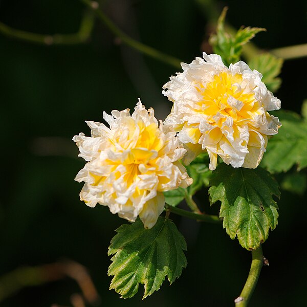 File:Flowers June 2013, Visit to the Botanics (9001078572).jpg