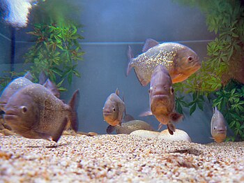 pet piranha
