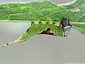 Forcula bifida (Brahm, 1787)