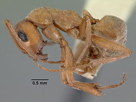 Formica neoclara