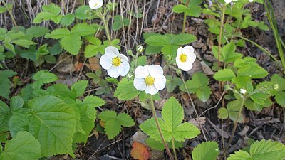 Honblommor. Även här identifierade av ett stort fruktämne med mindre ståndare.