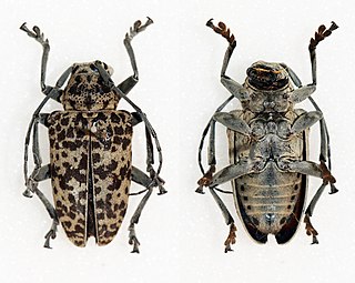 <i>Frea sparsa</i> Species of beetle