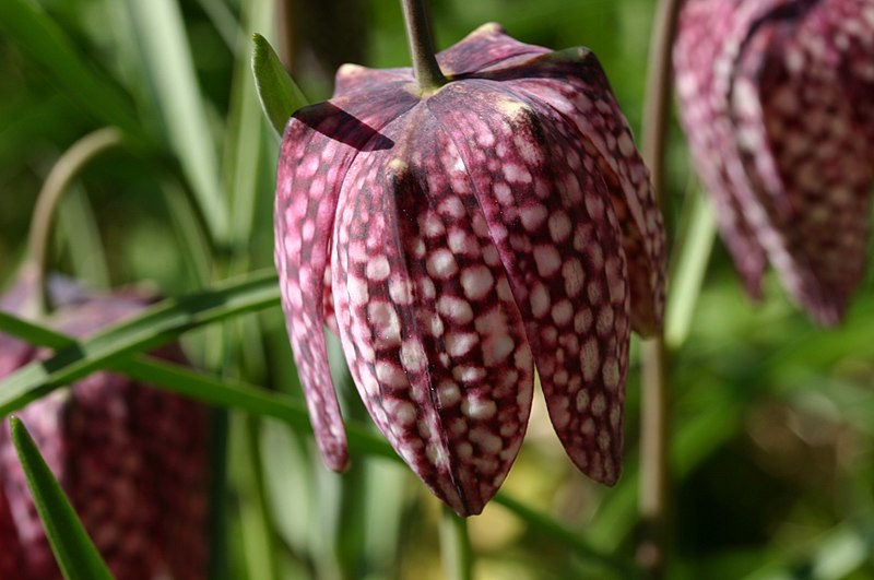 File:Fritillaria-meleagris-blomst.JPG