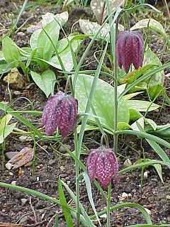 Obična kockavica (Fritillaria meleagris)