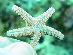 File:Fromia monilis - small individual.jpeg (Category:Echinoderms of Queensland)