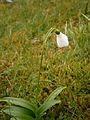 Galanthus woronowii