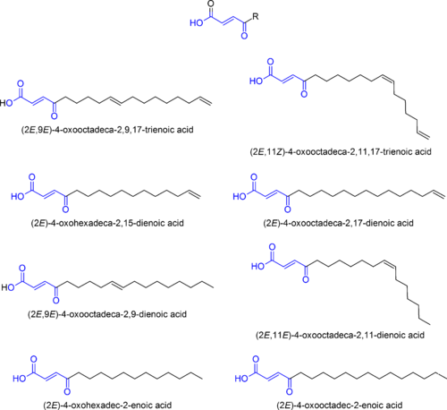 g-Oxocrotonic acids found in Hygrophorus eburneus Gamma-oxocrotonic acids in Hygrophorus eburneus.png