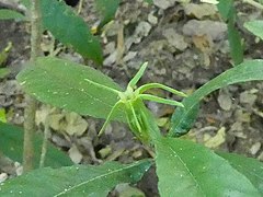 Gardenia actinocarpa 10 SF21134.jpg