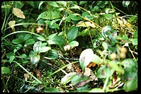 Gaultheria procumbens 1-eheep (5097879860).jpg