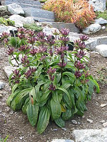 Gentiana pannonica (9896542693).jpg 