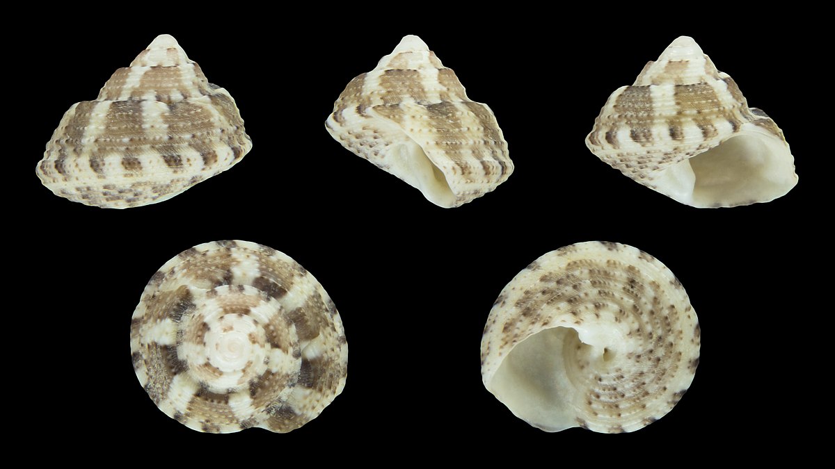 Gibbula albida