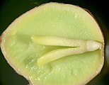 Disección de una semilla de Ginkgo (una gimnosperma), se observa el embrión bipolar (con plúmula y las dos primeras hojas, y radícula), el tejido de reserva es proveniente del gametofito haploide. La testa es de sólo 1 tegumento.