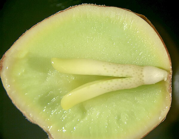 The inside of a Ginkgo seed, showing the embryo