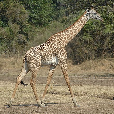 Thornicroft's giraffe, also endemic to South Luangwa