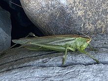 Gladiator Meadow Katydid.jpg