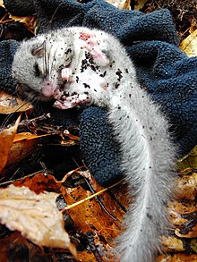 Glis glis (edible dormouse) in winter sleep.jpg