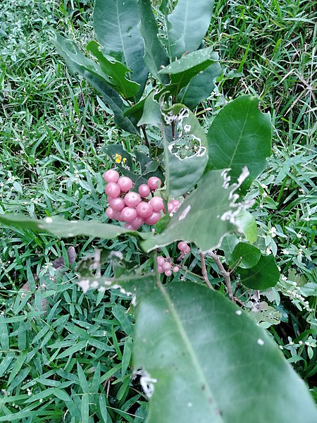 File:Glycosmis pentaphylla orangeberry vijayanrajapuram 09.jpg