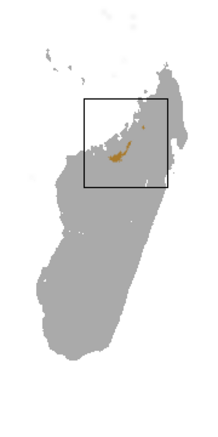 Tập_tin:Golden-brown_Mouse_Lemur_area.png