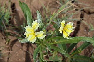 <i>Goodenia strangfordii</i> Species of flowering plant