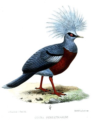 Porumbel încoronat cu piept roșu