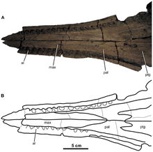 Holotype of G. leedsi, NHMUK PV R3540 Gracilineustes.png