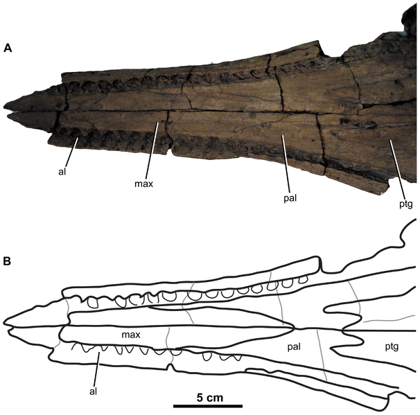 File:Gracilineustes.png