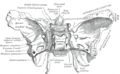 Klínová kost, pohled shora, Gray's Anatomy, 1918