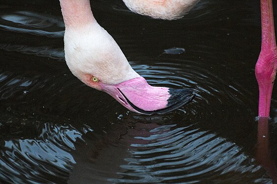 Greater Flamingo, South Africa - Flamant rose