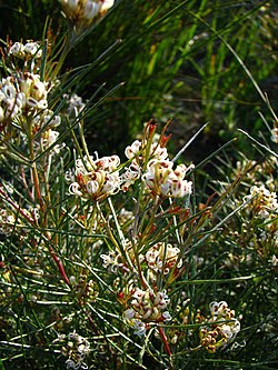 Grevillea micrantha.jpg