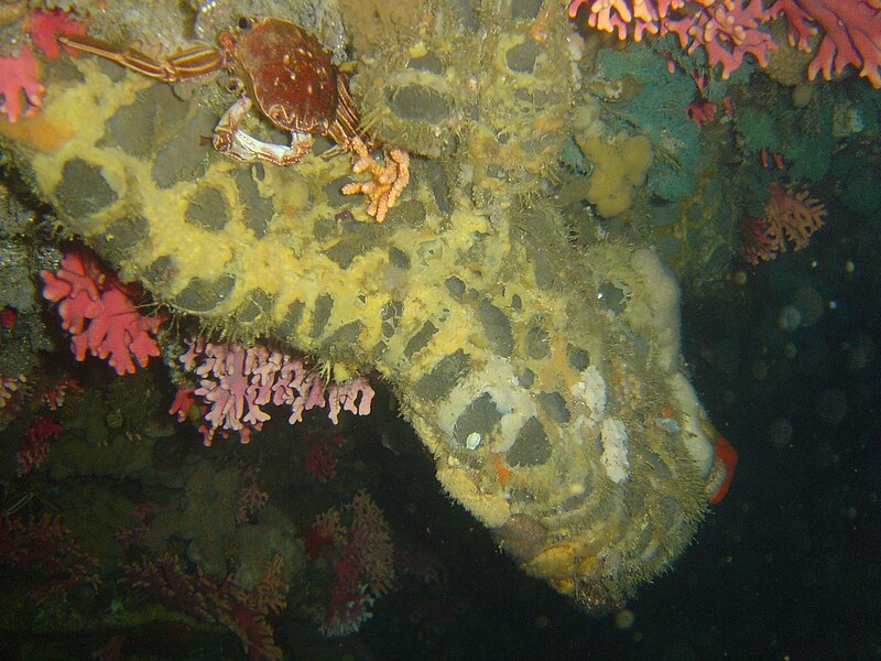 File:Grey sponge and Rock crab at Kanobi's Reef DSC11199.JPG