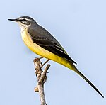 wagtail خاکستری توسط Gunjan Pandey.jpg