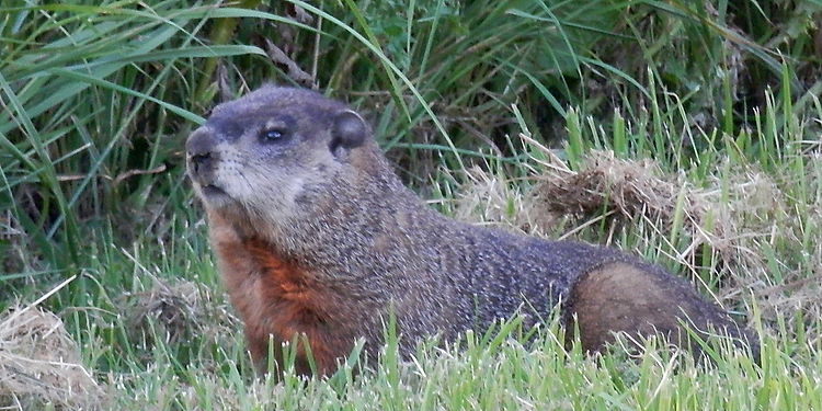 Groundhog (Marmota monax)