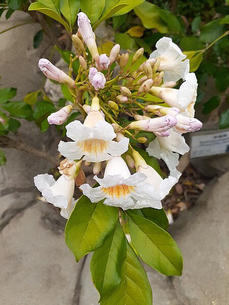 File:HK 中環 Central 金鐘 Admiralty 香港公園 Hong Kong Park flora green leaves June 2020 SS2 20.jpg