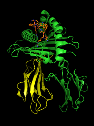 <span class="mw-page-title-main">HLA-B27</span> Type of antigen
