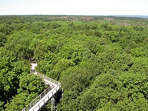 Baumkronenpfad im Nationalpark Hainich