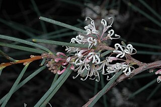 <i>Hakea cycloptera</i> Species of shrub in the family Proteaceae endemic to South Australia