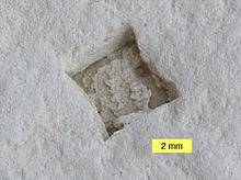 Halite crystal mold in dolomite, Paadla Formation (Silurian), Saaremaa, Estonia HaliteCrystalMold.jpg