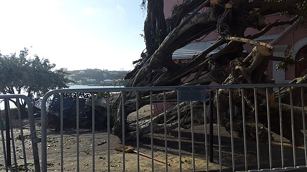 Downed trees in Hamilton, Bermuda after Gonzalo passed by