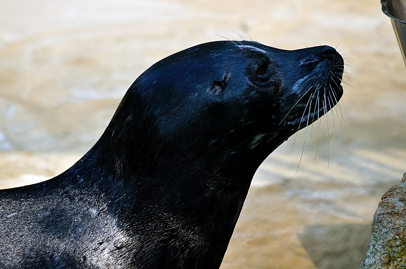 File:Harbor Seal (phoca vitulina).jpg