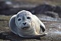 Harbor seal mammal phoca vitulina.jpg