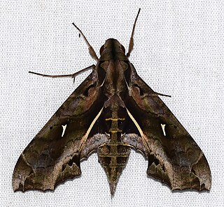 <i>Hemeroplanes ornatus</i> Species of moth