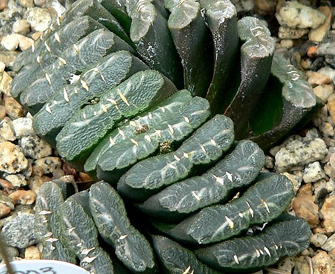 480px-Haworthia_truncata_1.jpg