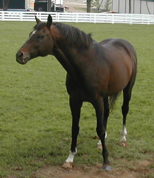 Cigar enjoying his life in the pasture