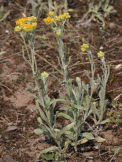 <i>Helichrysum arenarium</i> Species of flowering plant